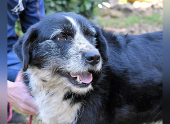 Dino - Gentleman auf Irrwegen