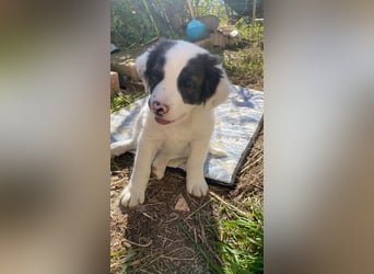 Ingo - Neunmal werden wir noch wach...