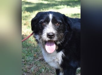 Dino - Gentleman auf Irrwegen