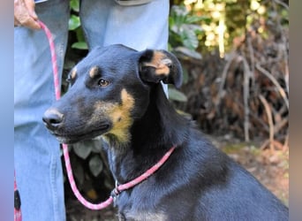 Djamica - fröhliche Junghündin mit offenem Herzen