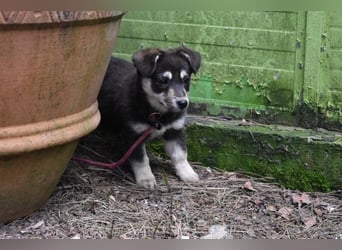 Vistella - Kuckuck...hallo...sind da draußen Menschen?