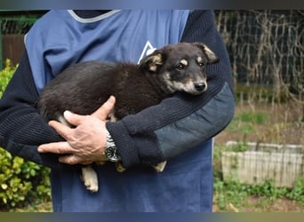 Vessilia - Kuckuck...hallo...sind da draußen Menschen?