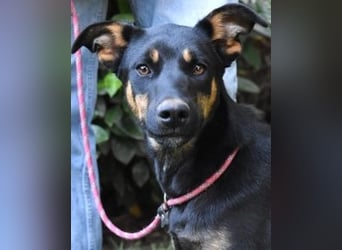 Djamica - fröhliche Junghündin mit offenem Herzen