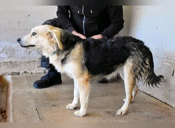 Fioralba - Fantastisches Powerpaket mit Freundlichkeitsbonus