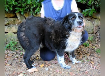 Dino - Gentleman auf Irrwegen