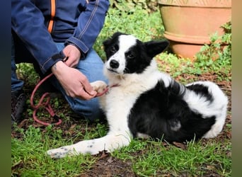 Crix - Hat seine Fledermausohren auf Empfang