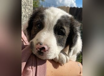 Ingo -  Neunmal werden wir noch wach...