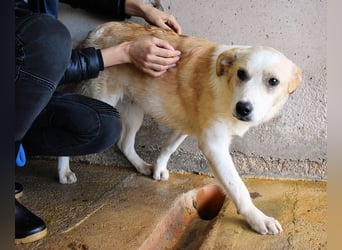 Simbad - Ein verlässlicher Partner...