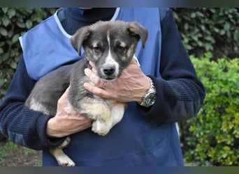 Virox - Kuckuck...hallo...sind da draußen Menschen?