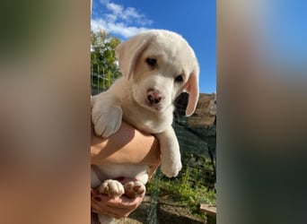 Ilvy - Neunmal werden wir noch wach...