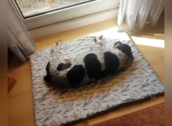 Bice - SOS - Dringend neues Zuhause oder Pflegestelle gesucht /Das hat sie nicht verdient