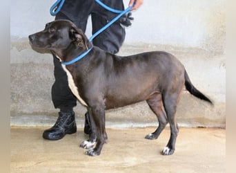 Perlyn - Charmante Ex-Sommerfigur mit Modelpotenzial