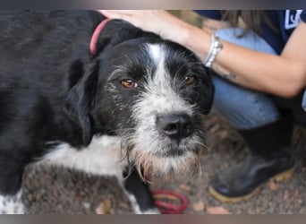 Dino - Gentleman auf Irrwegen