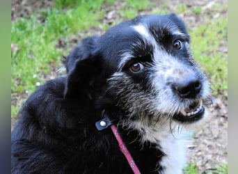 Dino - Gentleman auf Irrwegen