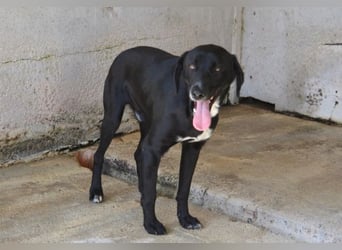 Pollard - Wer zaubert ihm ein Lächeln ins Gesicht?