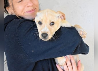 Sniffy - ...und Sirette halten zusammen