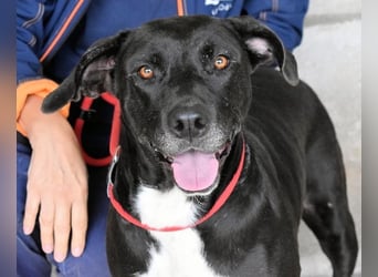 Perlyn - Charmante Ex-Sommerfigur mit Modelpotenzial