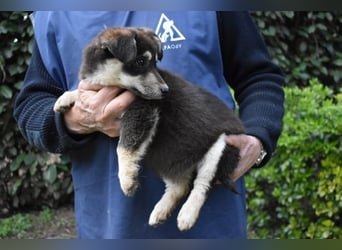 Vistella - Kuckuck...hallo...sind da draußen Menschen?