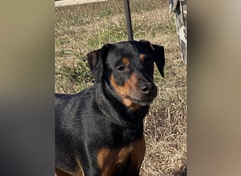 Anny - Ältere Hundedame sucht ihren Prinzessinnenplatz