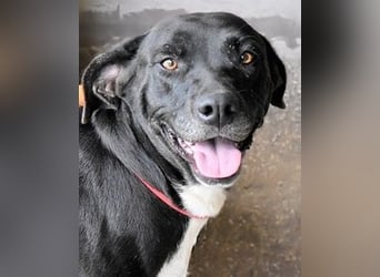 Perlyn - Charmante Ex-Sommerfigur mit Modelpotenzial