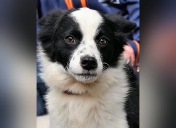 Crix - Hat seine Fledermausohren auf Empfang