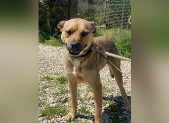 Faudor - Bist du die letzte Station meiner Odyssee?