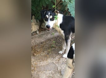 Nikita - Still, übersehen und dabei so besonders