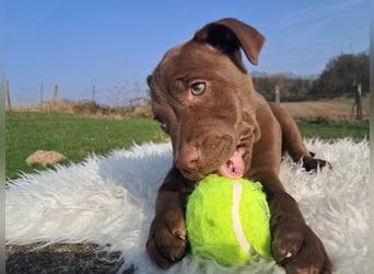 Liva - Also ehrlich, wir sind doch nur Babys!