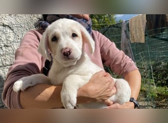 Ilvy - Neunmal werden wir noch wach...