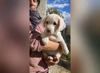 Ilvy - Neunmal werden wir noch wach...