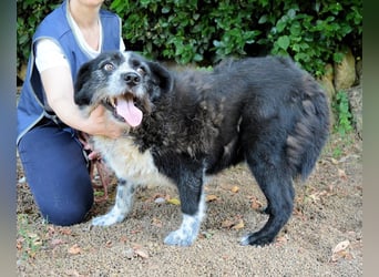 Dino - Gentleman auf Irrwegen