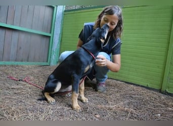 Djamica - fröhliche Junghündin mit offenem Herzen