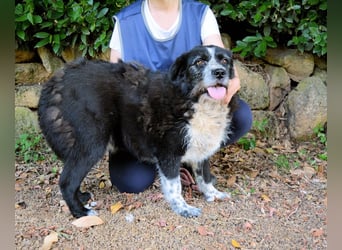 Dino - Gentleman auf Irrwegen