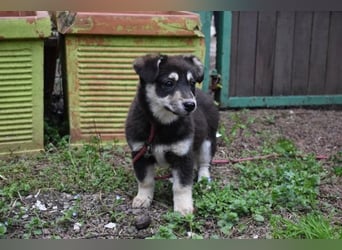 Vistella - Kuckuck...hallo...sind da draußen Menschen?