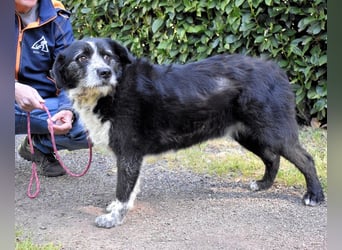 Dino - Gentleman auf Irrwegen