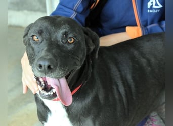 Perlyn - Charmante Ex-Sommerfigur mit Modelpotenzial