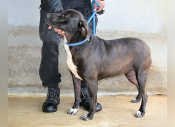 Perlyn - Charmante Ex-Sommerfigur mit Modelpotenzial