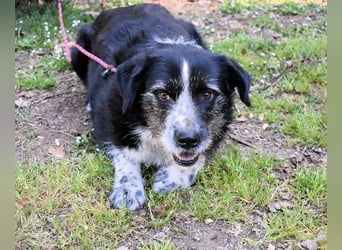 Dino - Gentleman auf Irrwegen