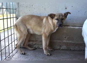 Quarven - Kleiner Hundejunge, was nun?