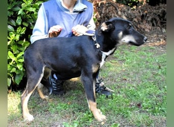 Damiana - ein schüchternes Hundemädchen sucht Sicherheit