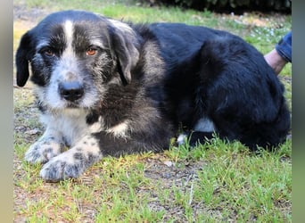 Dino - Gentleman auf Irrwegen