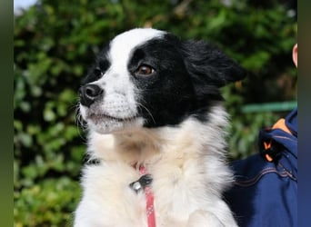 Crix - Hat seine Fledermausohren auf Empfang