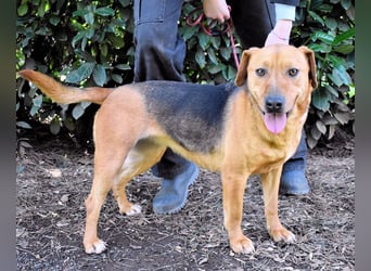 Linnea - Hauptsache ihr großes Herz passt in`s Körbchen