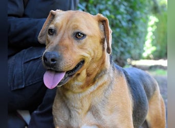 Linnea - Hauptsache ihr großes Herz passt in`s Körbchen