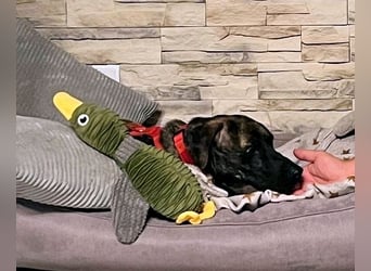 Branson - (DRINGEND Zuhause gesucht) taut langsam auf und sucht Menschen mit Zeit