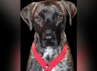 Branson - (DRINGEND Zuhause gesucht) taut langsam auf und sucht Menschen mit Zeit
