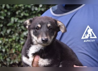 Vessilia - Kuckuck...hallo...sind da draußen Menschen?