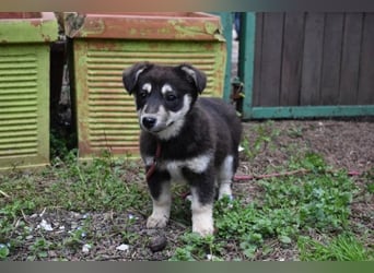 Vistella - Kuckuck...hallo...sind da draußen Menschen?