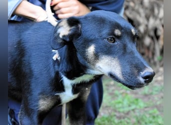 Damiana - ein schüchternes Hundemädchen sucht Sicherheit