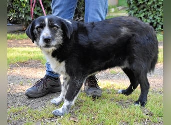 Dino - Gentleman auf Irrwegen